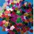 Mosaïque de papier métallisé Mosaïque de papier métallisé