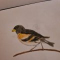 Image client Crayon aquarelle Albrecht D�rer - 102 Cr�me