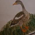 Image client Crayon aquarelle Albrecht D�rer - 273 Warm Grey IV