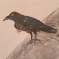 Image client Stylo aquarelle Albrecht D�rer - 199 Noir
