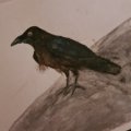 Image client Stylo aquarelle Albrecht D�rer - 199 Noir