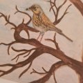 Image client Crayon aquarelle Albrecht D�rer - 177 Brun Noyer