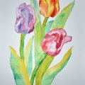 Image client Le coffret aquarelle Shinhan Pro Aquarelle 7,5ml 24pcs