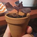 Image client Pots en terre cuite 5 cm - paquet de 10