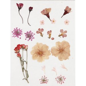 Fleurs et feuilles séchées - rose clair Fleurs et feuilles séchées - rose clair