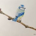 Image client Crayon de couleur Polychromos - 177 Brun Noyer