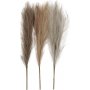 Herbe de la pampa - ivoire - marron clair - gris clair - 3 pcs