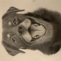 Image client Crayon pastel PITT - 181 Payne's Grey