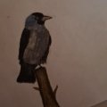 Image client Crayon aquarelle Albrecht D�rer - 234 Cold Grey V