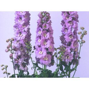 �peron de chevalier - Fontaines magiques, fleurs de cerisier, abeille blanche