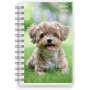 Calendrier 24/25 Compact - Animaux