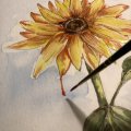 Image client Set aquarelle Sense - 12 couleurs