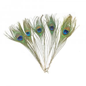 Plumes de paon 200 - 300 mm - 5 pcs. Plumes de paon 200 - 300 mm - 5 pcs.