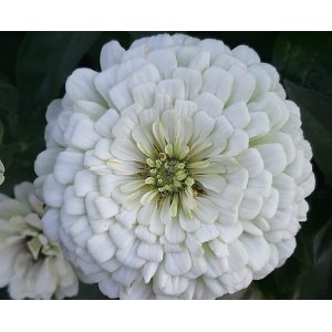 Zinnia - Benary Giant White