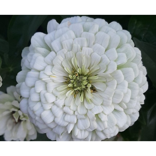 Zinnia - Benary Giant White