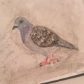 Image client Crayon aquarelle Albrecht D�rer - 231 Cold Grey II