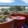 Image client Pots en terre cuite 4 cm - paquet de 10