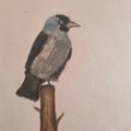 Image client Crayon aquarelle Albrecht D�rer - 234 Cold Grey V