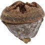 Cnes d'eucalyptus - 25 g