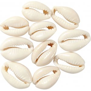 Coquillages - naturels - 12 pcs Coquillages - naturels - 12 pcs