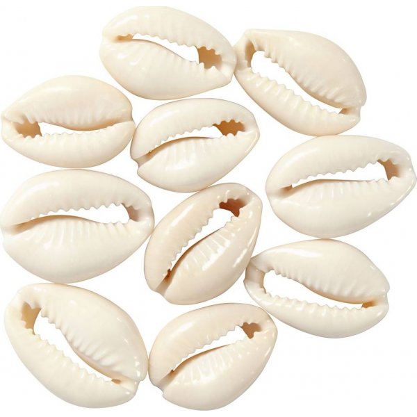 Coquillages - naturels - 12 pcs