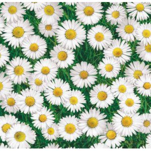 Toile cirée élégance marguerite Toile cirée élégance marguerite