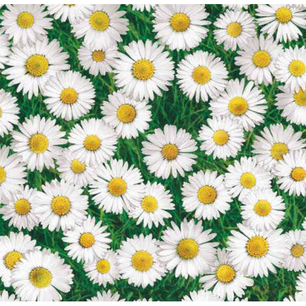 Toile cire lgance marguerite