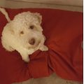Image client Toile de store et tissu de d�coration Toldo Rouge - 160 cm