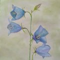 Image client Set de pinceaux - Aquarelle n°2 (5 pcs)