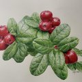 Image client Crayon de couleur Polychromos - 172 Vert Terre