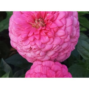 Zinnia - Benary g�ante rose vif