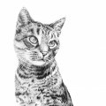 Image client