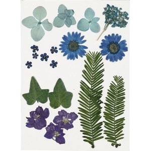 Fleurs et feuilles séchées - bleu Fleurs et feuilles séchées - bleu