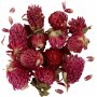 Fleurs sches - Trfle rouge - 15 g