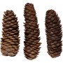 Pommes de pin - 300 g