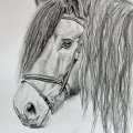 Image client Crayon Toison D'or - 10H