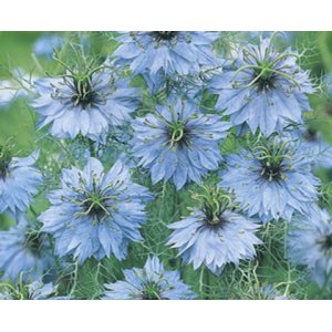 La demoiselle en vert - Miss Jekyll Bleu ciel