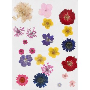 Fleurs et feuilles séchées - couleurs mélangées Fleurs et feuilles séchées - couleurs mélangées