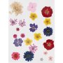 Fleurs et feuilles sches - couleurs mlanges