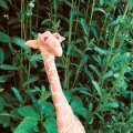 Image client DAS Argile 1 kg Terre Cuite