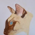 Image client