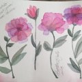 Image client Peinture aquarelle W&N Professional Demi-tasse - 479 Carmin permanent