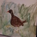 Image client Crayon aquarelle Albrecht D�rer - 178 Nougat