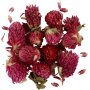 Fleurs sches - Trfle rouge - 15 g