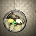 Image client Mousse blanche (lichen) - naturelle 50 g