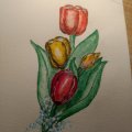 Image client Crayons aquarelle Noris - 24 crayons