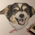 Image client Crayon de couleur Polychromos - 103 Ivoire