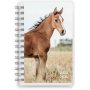 Calendrier 24/25 Compact - Animaux