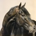 Image client Crayon pastel PITT - 177 S�pia Clair
