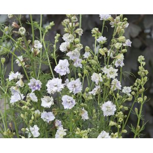 �peron de chevalier - Yeux charbonneux fantaisie